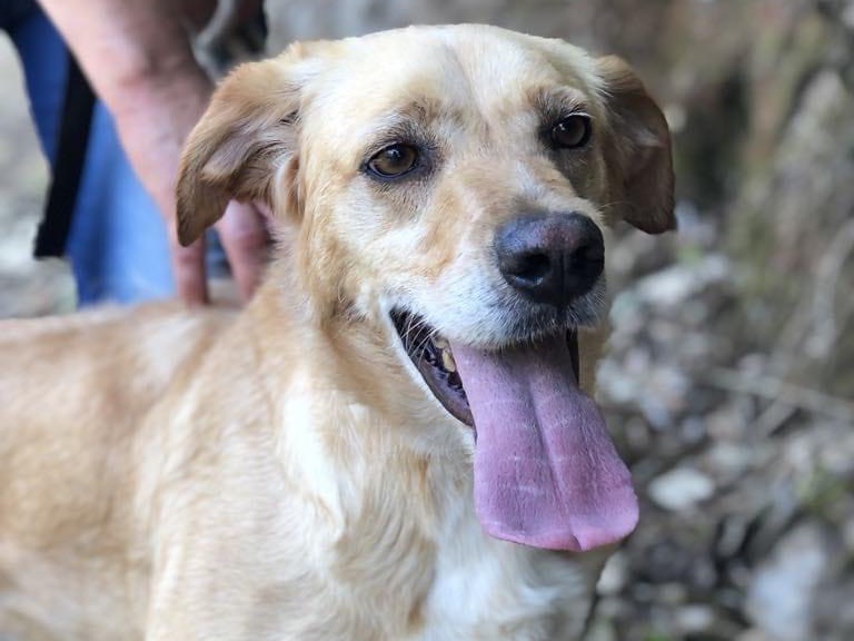 Vuoi adottare un cane a Latina?