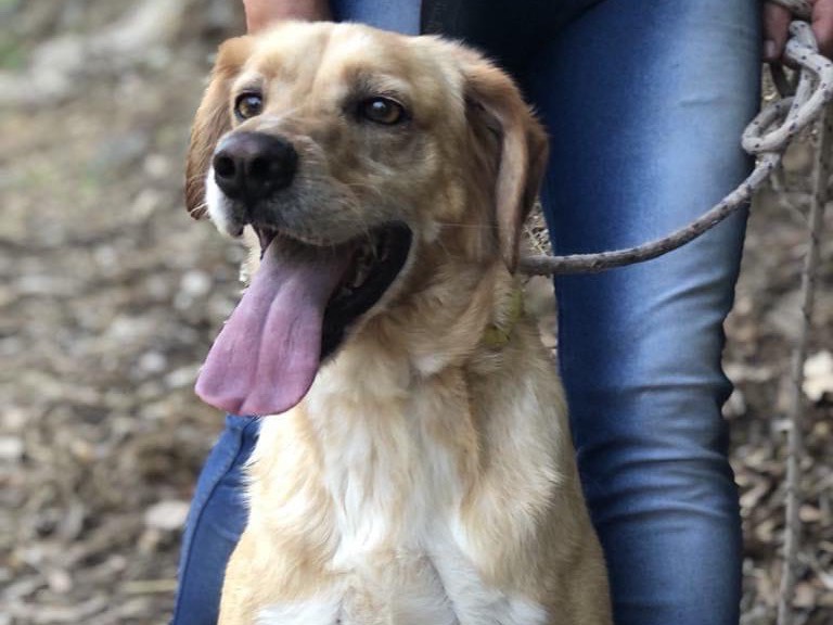 Adotta il cane Filippo a Latina