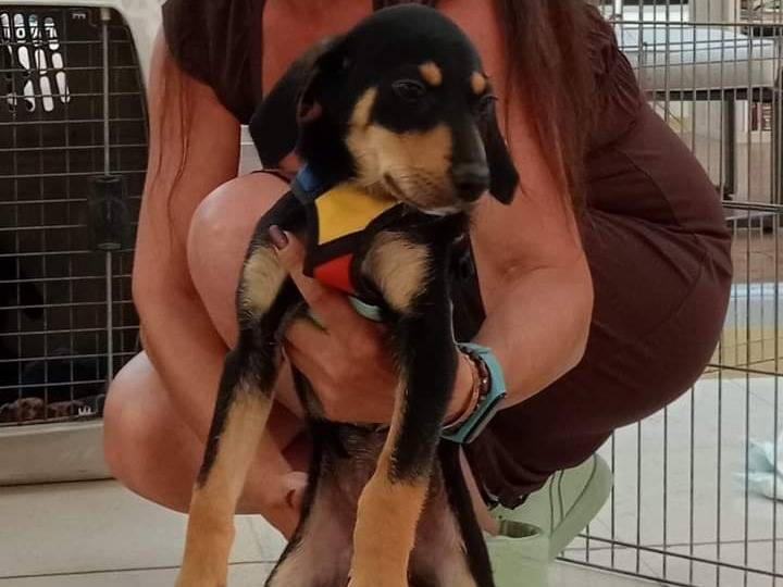 Adozione cane, maschio, meticcio, 1 anno, taglia media contenuta, Cagliari