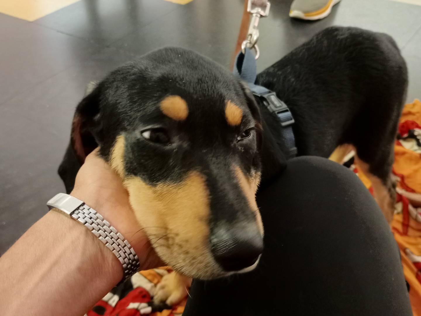 Adotta un cane, maschio, 7 mesi, Cagliari