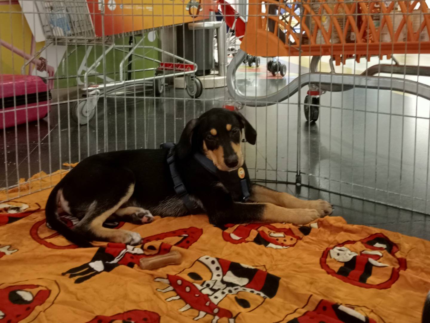 Adotta un cane, taglia media contenuta, maschio, Cagliari