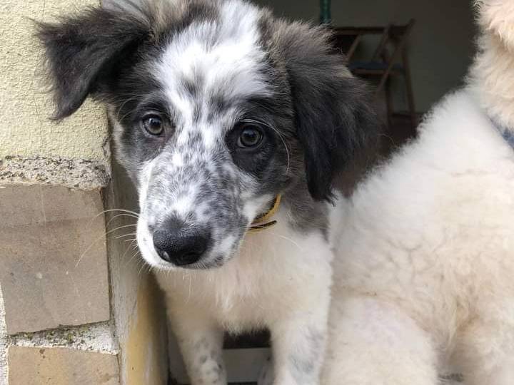 Foto dell'animale