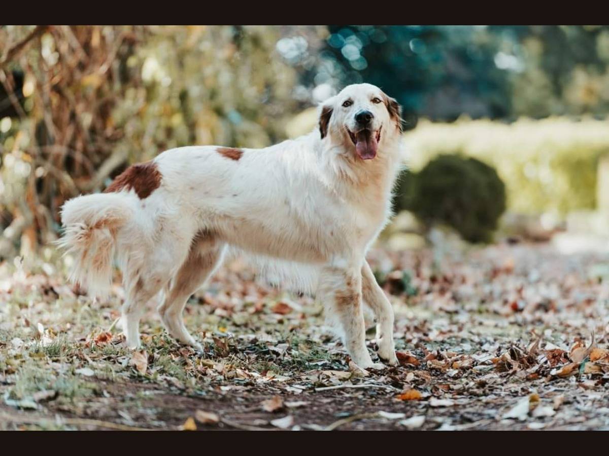 Adozione cane, maschio, meticcio, 7 anni  e 3 mesi , taglia media, Roma