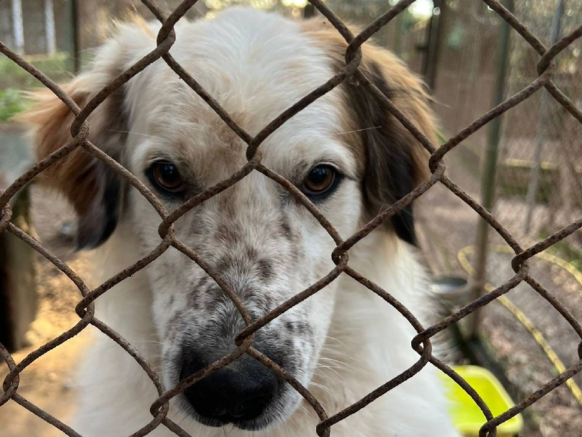 Adotta un cane, maschio, 7 anni  e 3 mesi , Roma