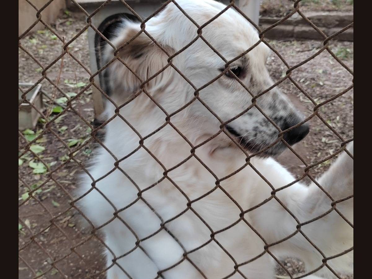 Adotta un cane, taglia media, maschio, Roma