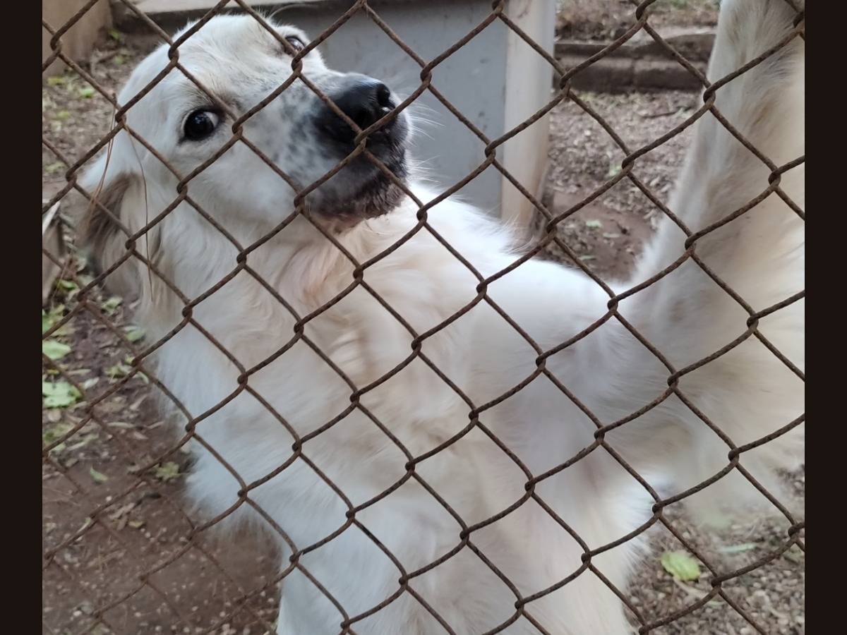 Vuoi adottare un cane a Roma?