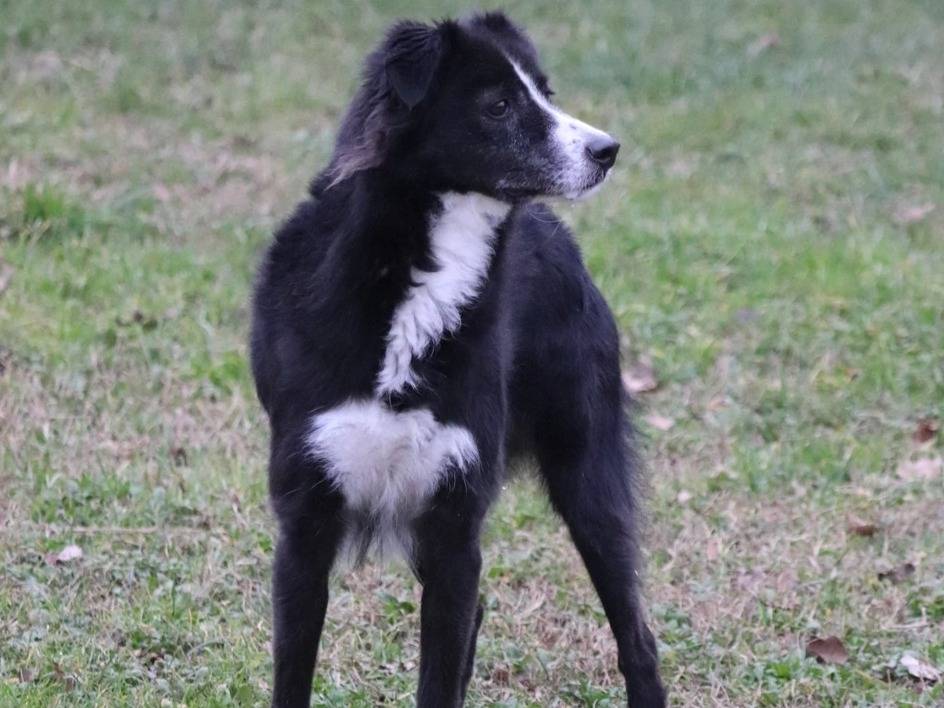 Adotta un cane, maschio, 5 anni  e 10 mesi , Milano