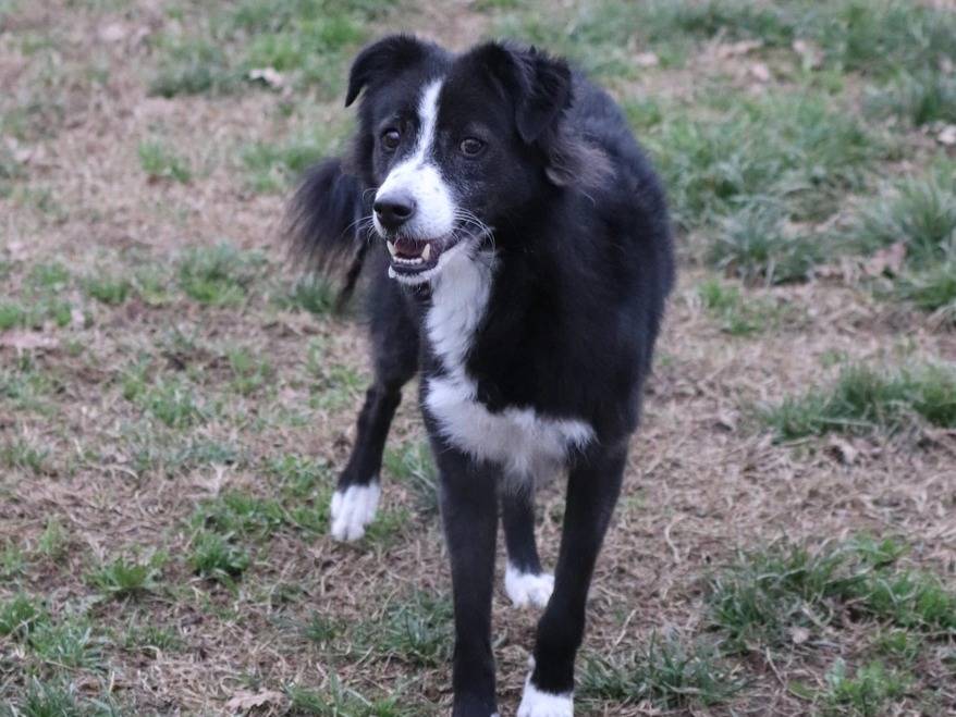Vuoi adottare un cane a Milano?