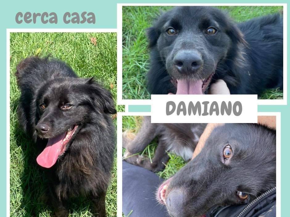 Adotta un cane, taglia media, maschio, Milano