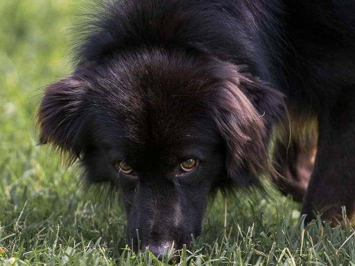 Vuoi adottare un cane a Milano?