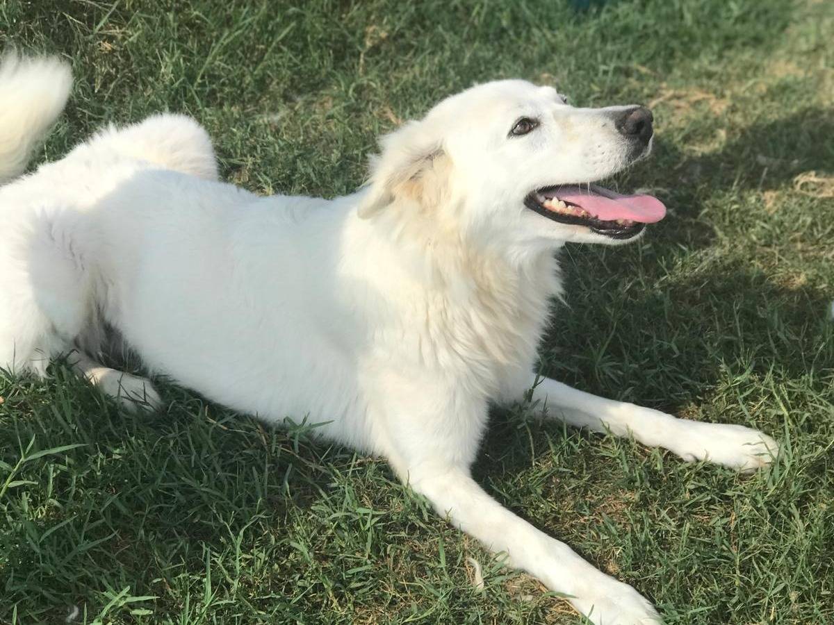 Adotta un cane, femmina, 3 anni  e 9 mesi , Latina