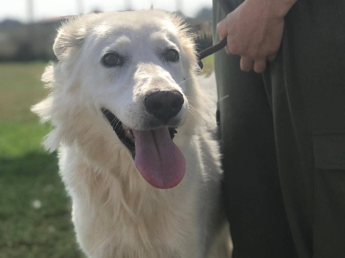 Adotta un cane, taglia grande, femmina, Latina