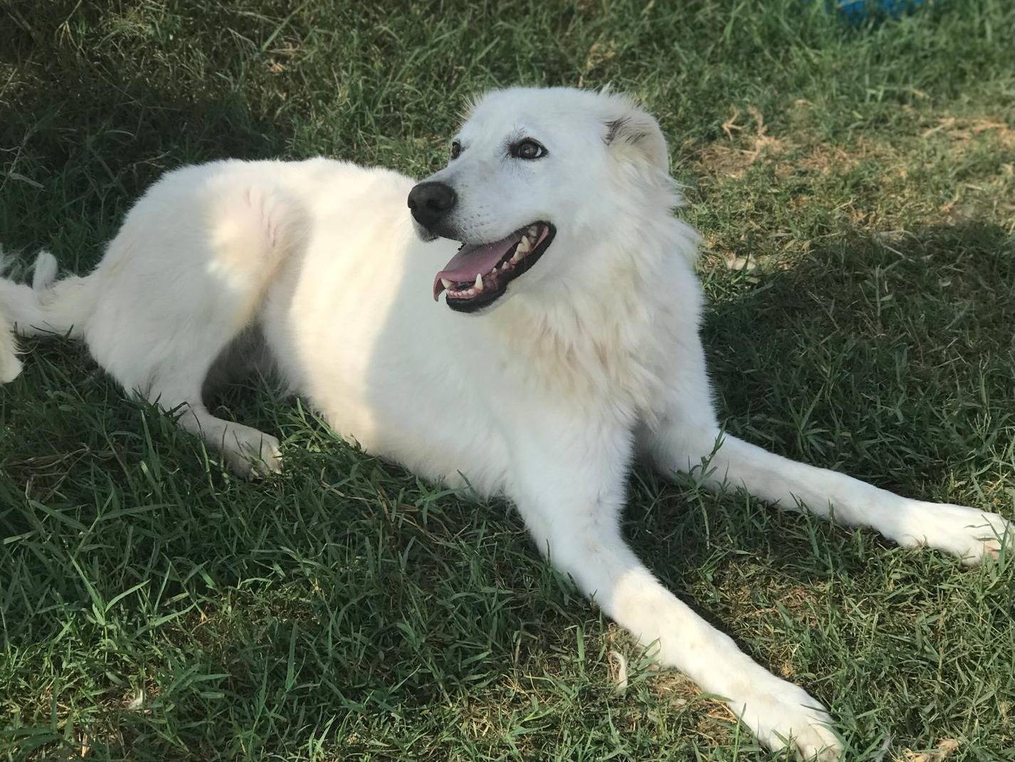 Vuoi adottare un cane a Latina?