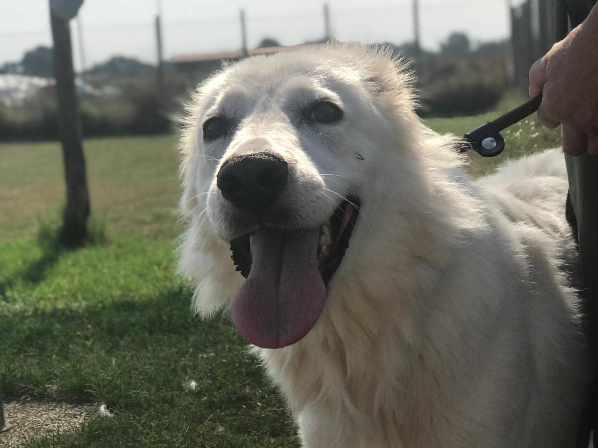 Adotta il cane CRISEIDE a Latina