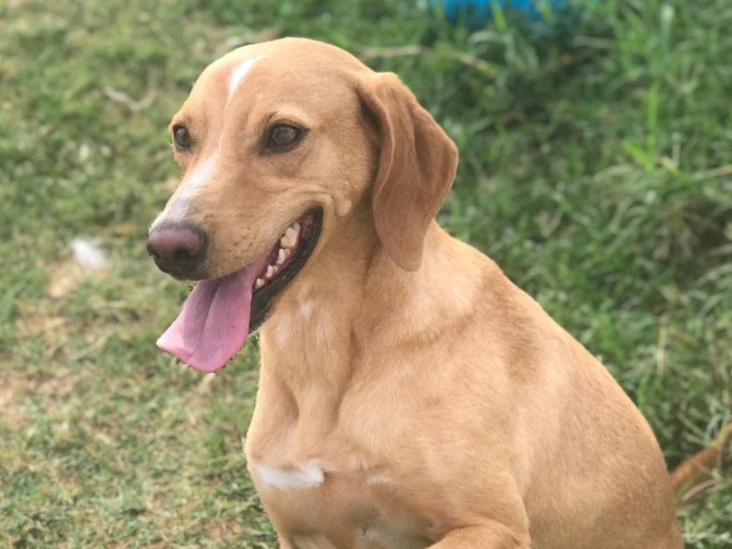 Adozione cane, femmina, Segugio, 2 anni  e 7 mesi , taglia media contenuta, Latina