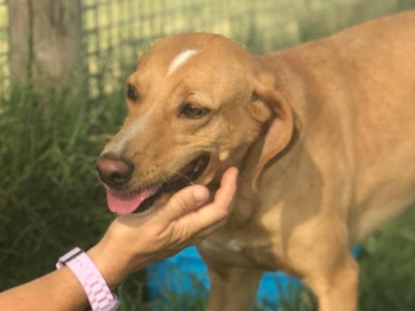 Adotta un cane, taglia media contenuta, femmina, Latina