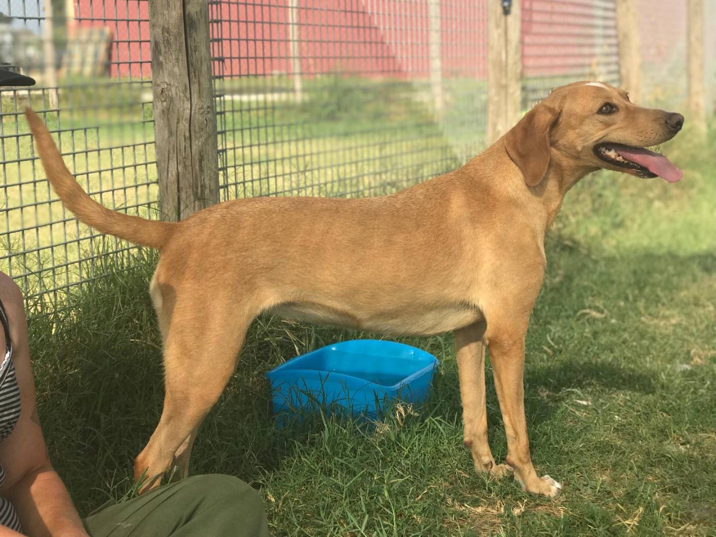 Adotta il cane TILDE a Latina