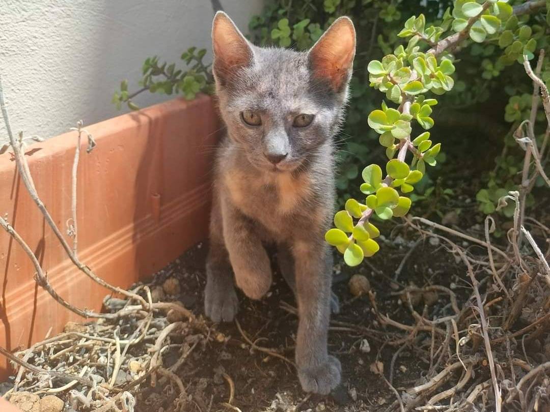 Adozione gatto, femmina, meticcio, 2 anni, taglia non valida, Bari