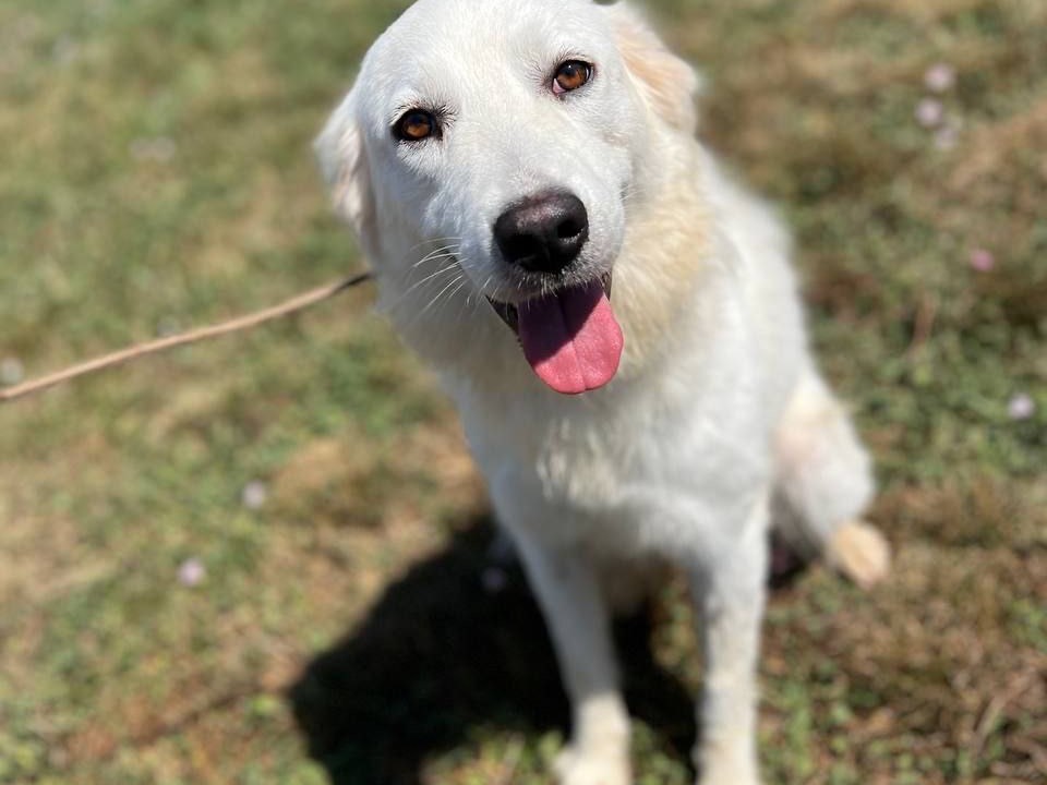 Vuoi adottare un cane a Frosinone?