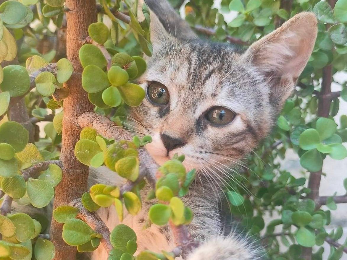 Adotta un gatto, femmina, 2 anni, Bari