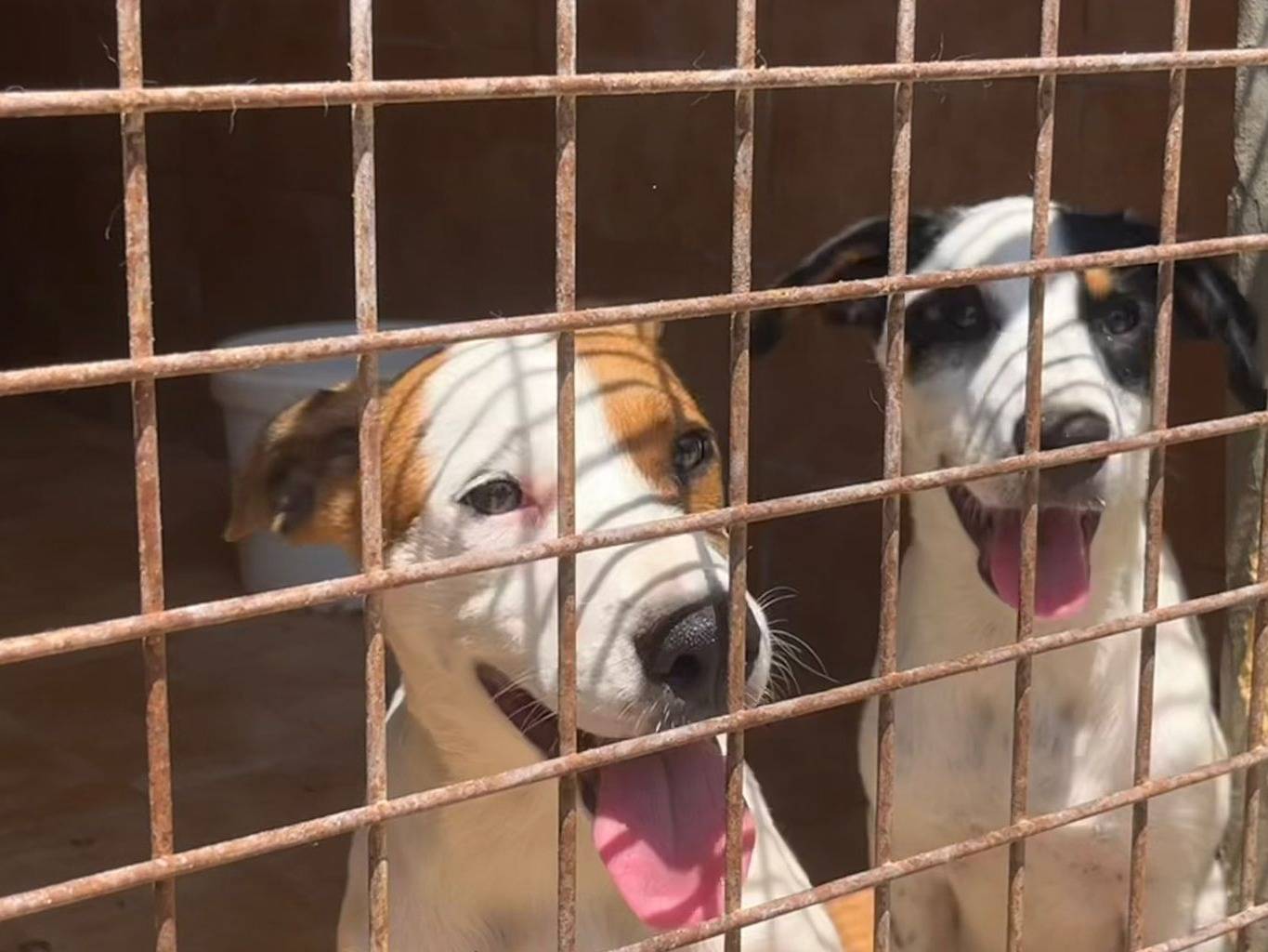 Adozione cane, femmina, meticcio, 1 anno e 9 mesi, taglia media, Trapani