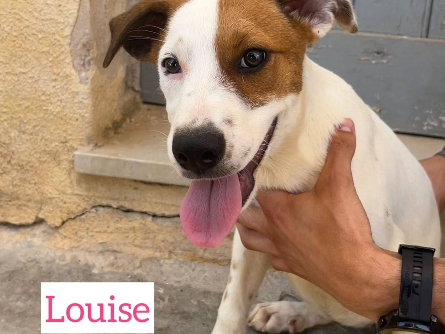 Adotta un cane, taglia media, femmina, Trapani