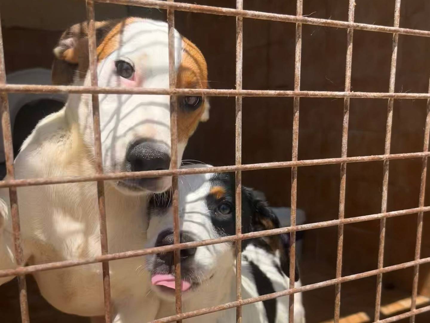 Vuoi adottare un cane a Trapani?