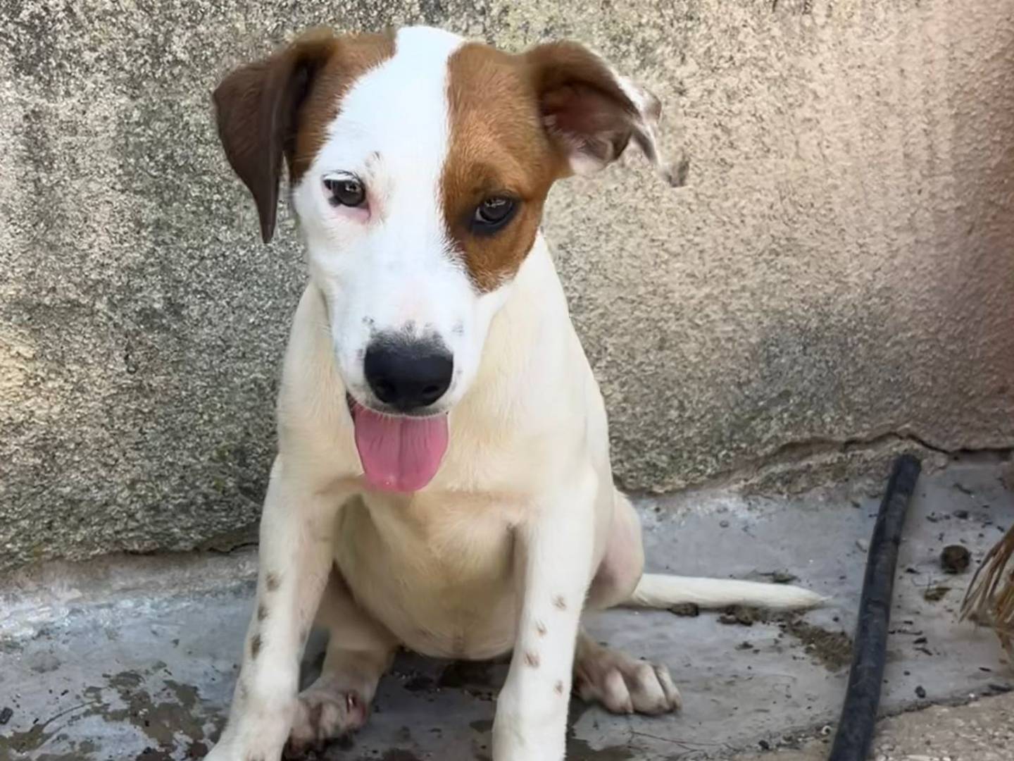Adotta il cane Thelma a Trapani