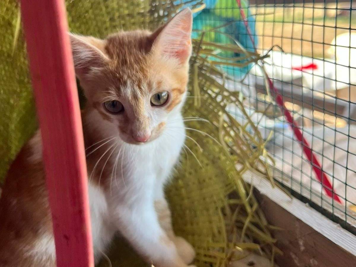 Adotta un gatto, maschio, 1 anno e 10 mesi, Bari