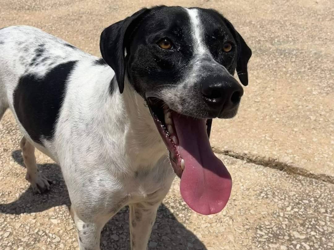 Adozione cane, maschio, meticcio, 2 anni e 6 mesi, taglia media, Trapani
