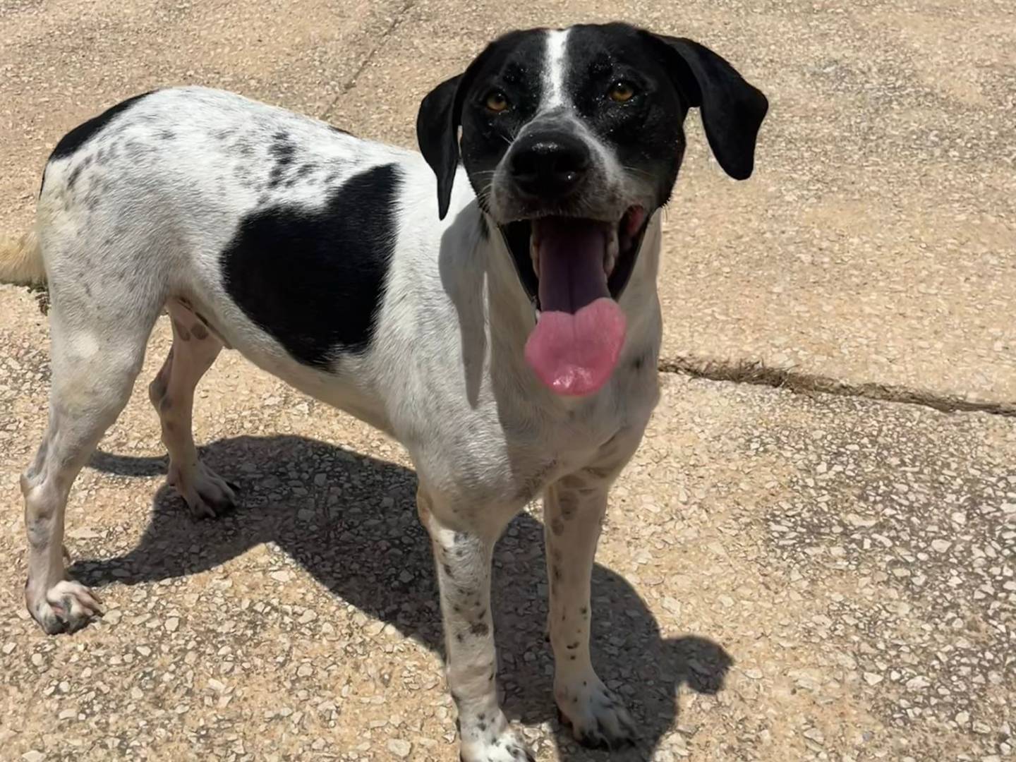 Adotta un cane, taglia media, maschio, Trapani