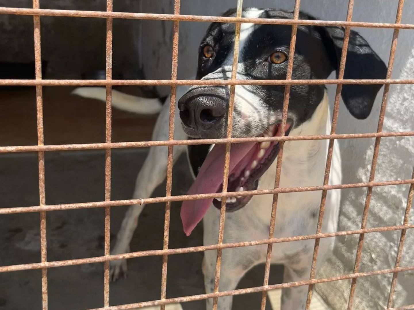 Vuoi adottare un cane a Trapani?