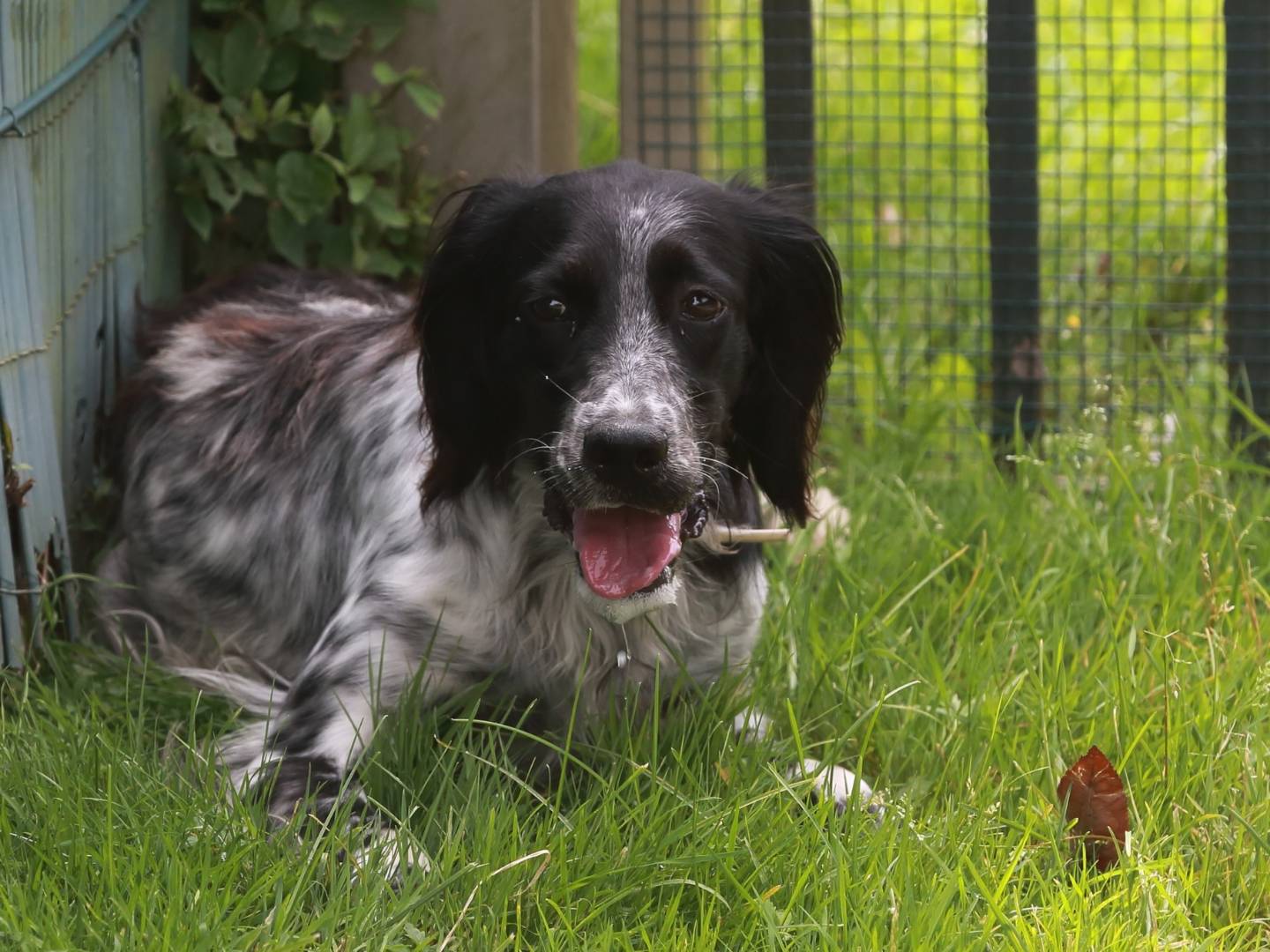 Adozione cane, maschio, meticcio, 3 anni e 8 mesi, taglia media, Milano