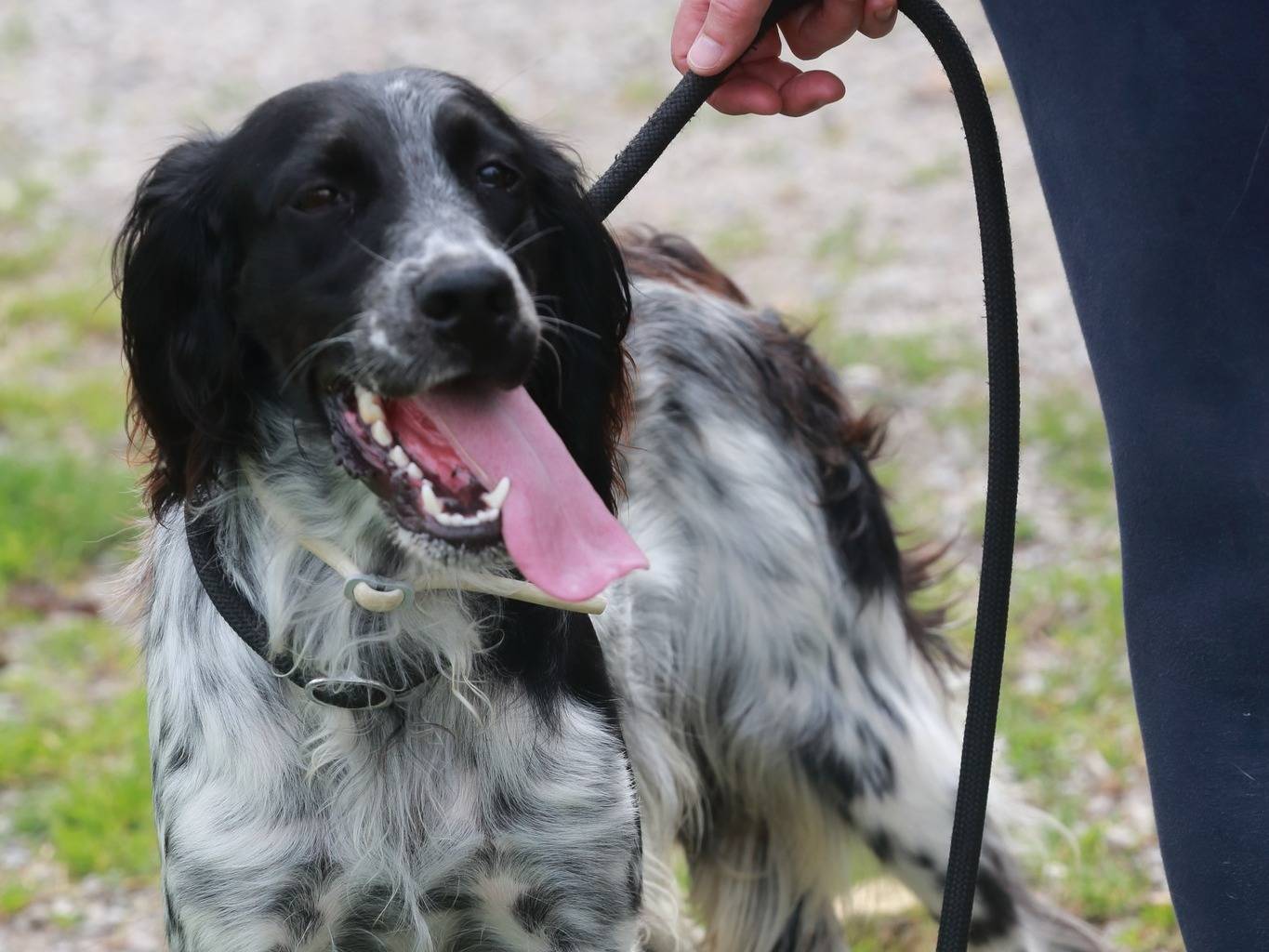 Adotta un cane, maschio, 3 anni e 8 mesi, Milano