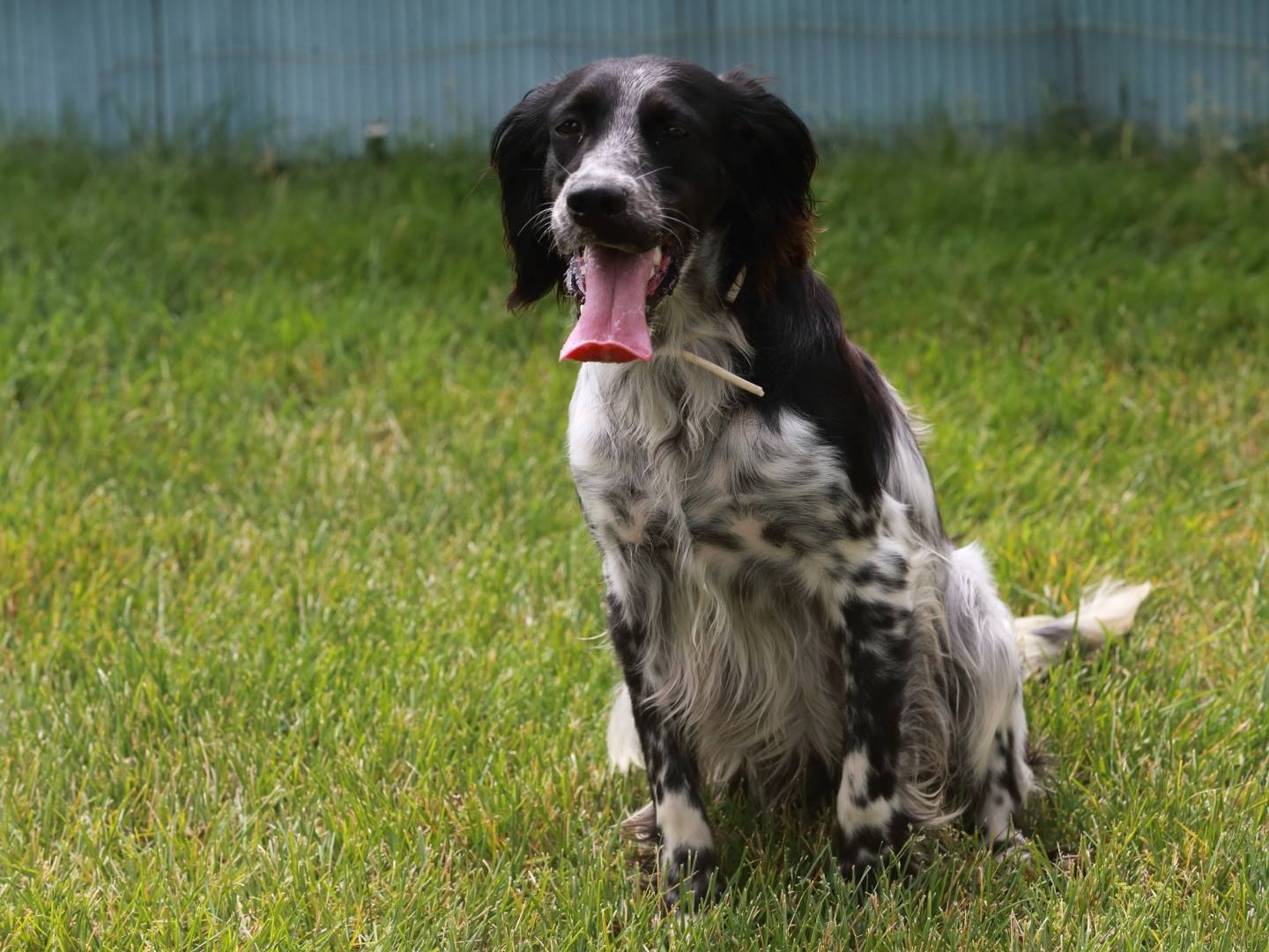 Adotta un cane, taglia media, maschio, Milano