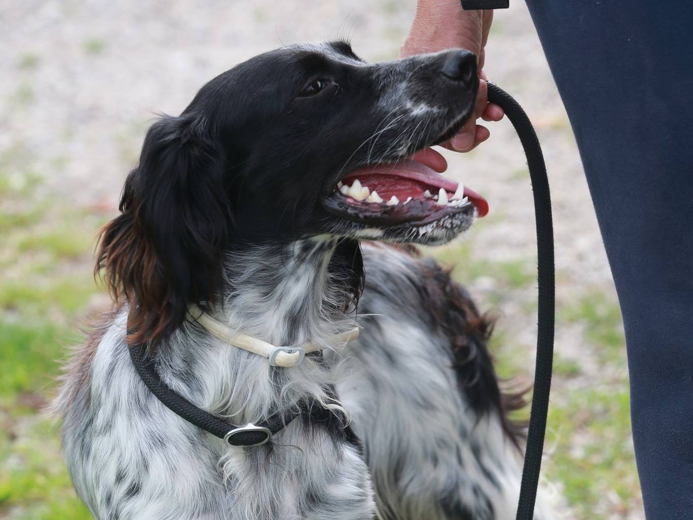Vuoi adottare un cane a Milano?