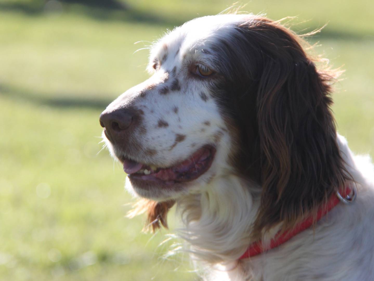 Adotta un cane, femmina, 7 anni e 8 mesi, Milano