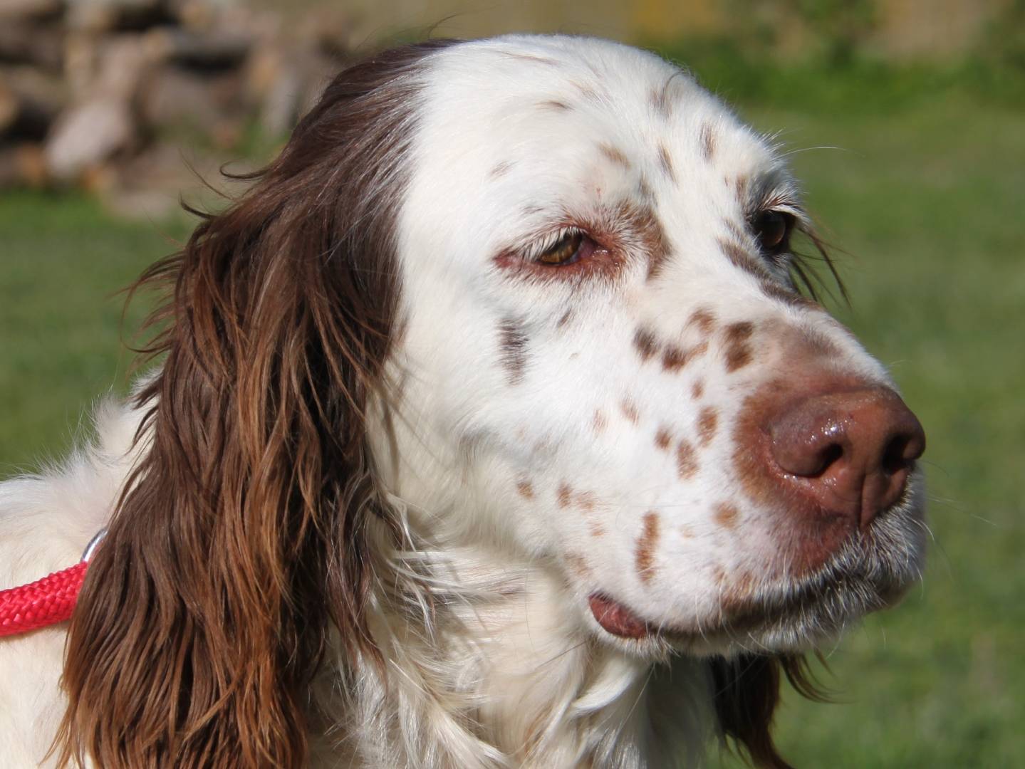 Vuoi adottare un cane a Milano?