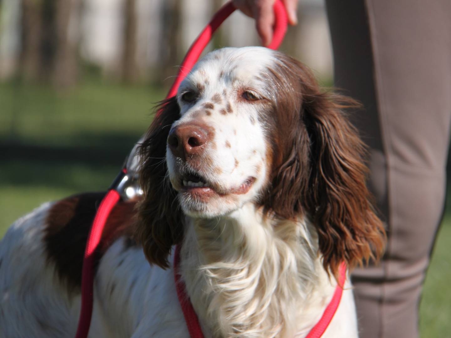 Adotta il cane DIVA a Milano