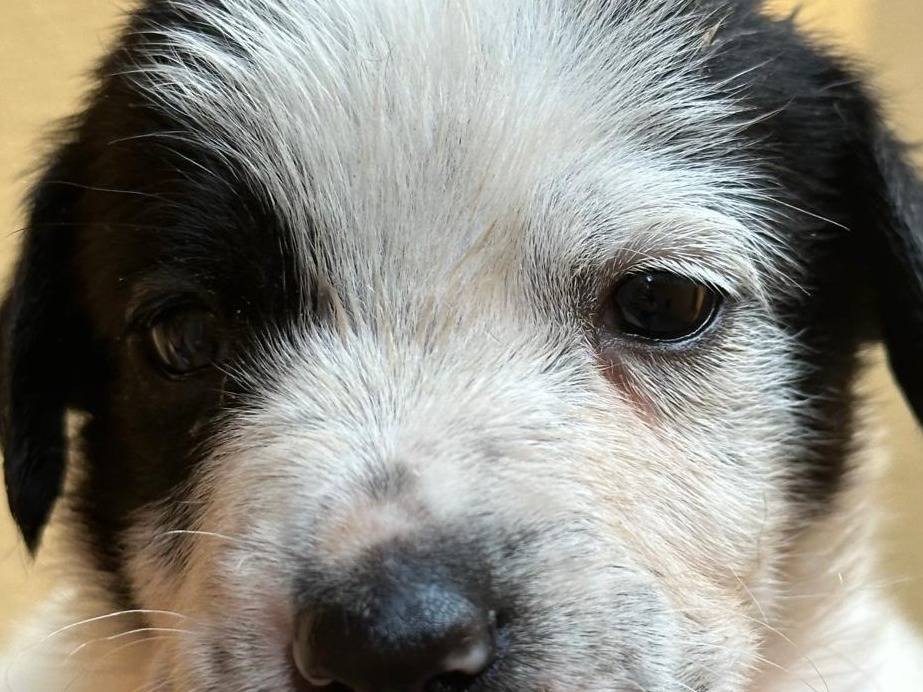 Adozione cane, maschio, meticcio, 1 anno e 10 mesi, taglia media, Bari