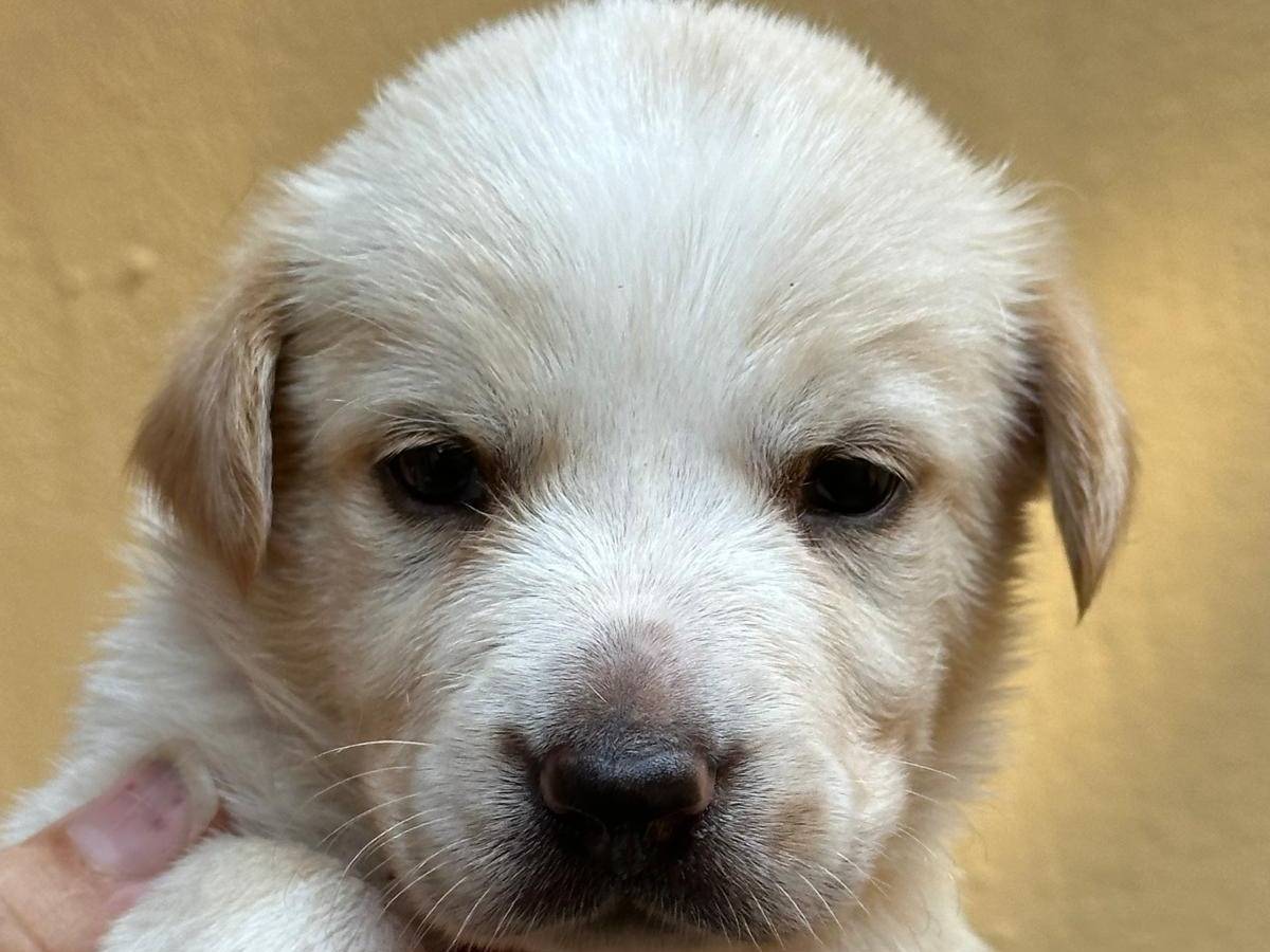 Adotta un cane, maschio, 1 anno e 10 mesi, Bari