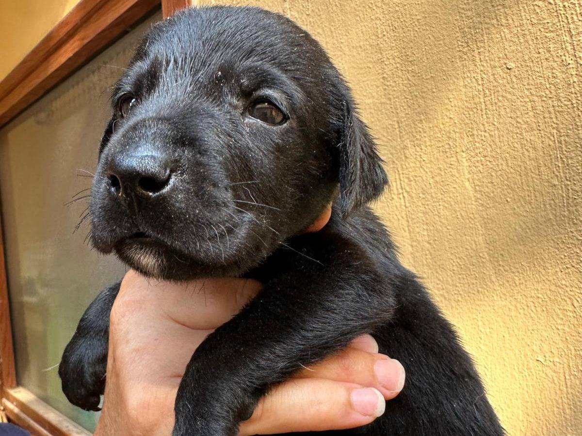 Adotta un cane, taglia media, maschio, Bari
