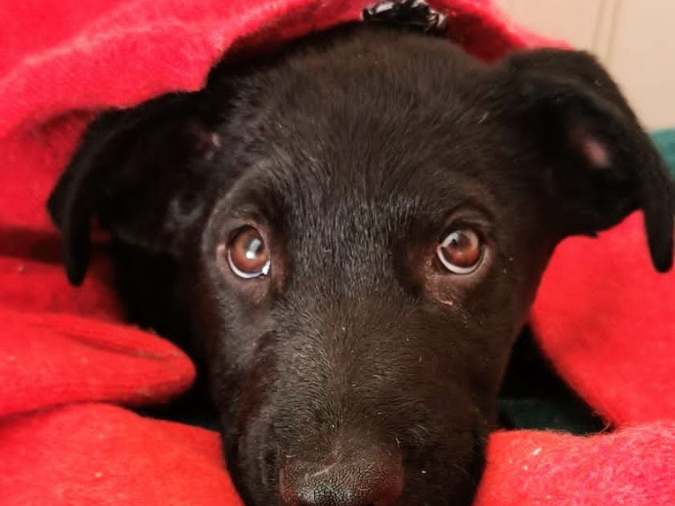 Foto dell'animale