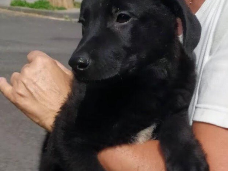 Adotta un cane, femmina, 1 anno e 2 mesi , Milano