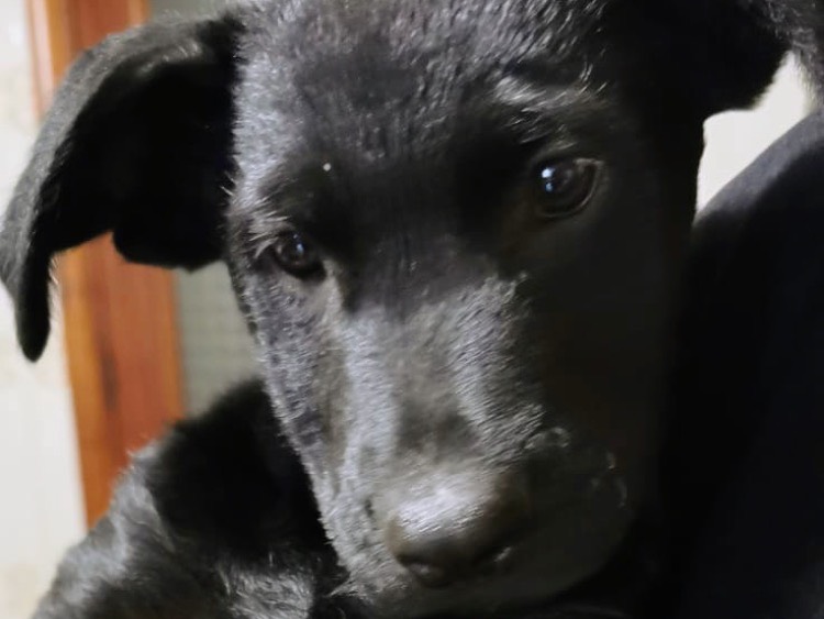 Adotta un cane, taglia media, femmina, Milano