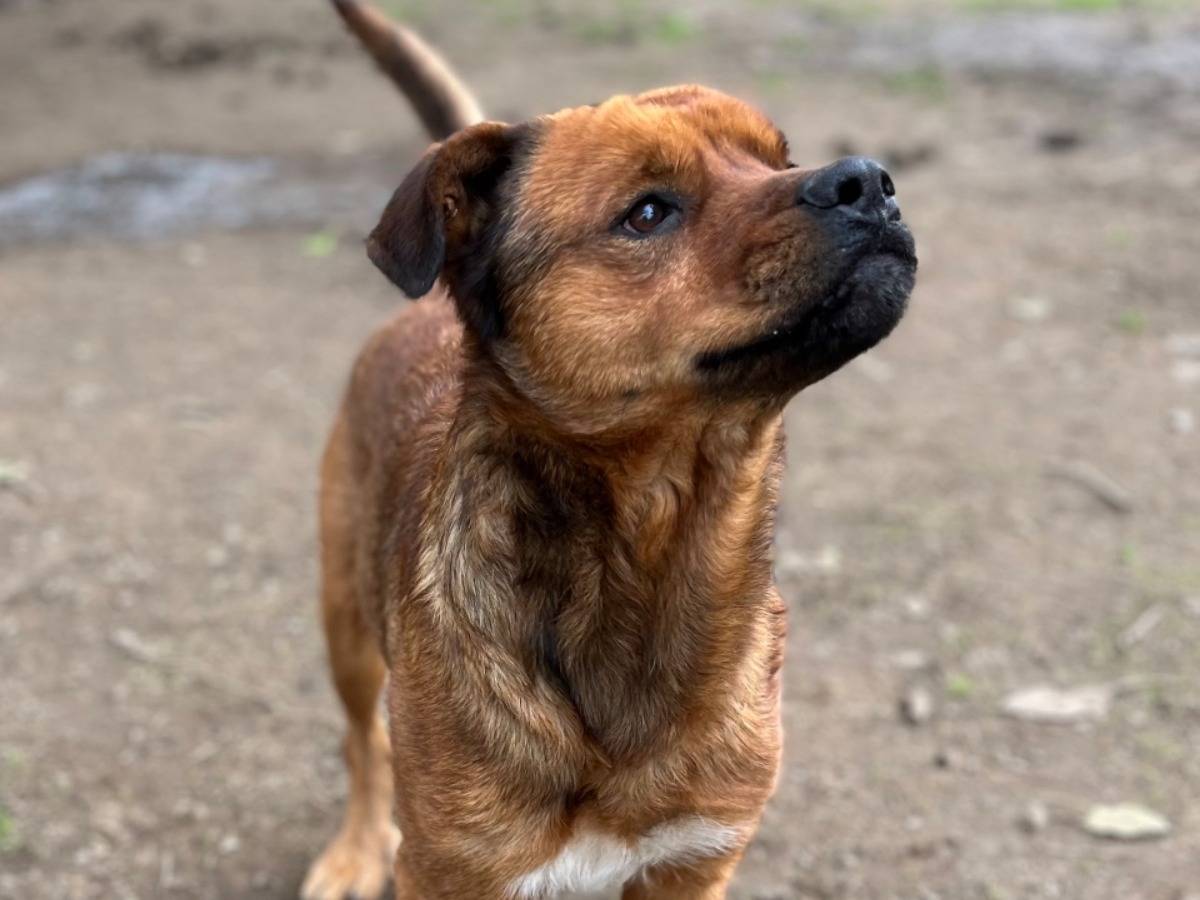 Adotta un cane, taglia media, maschio, Roma