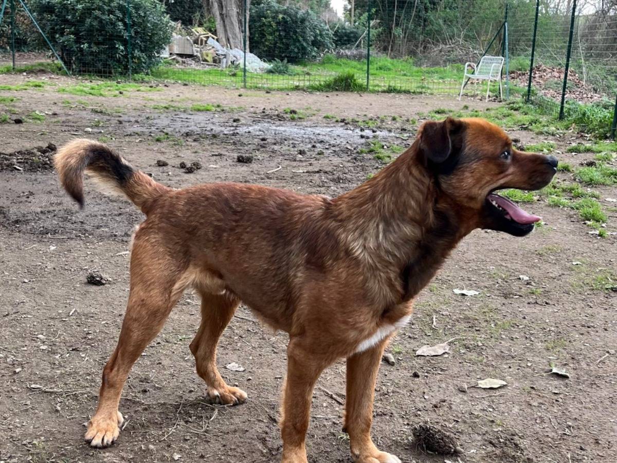 Adotta il cane PLUTO  a Roma