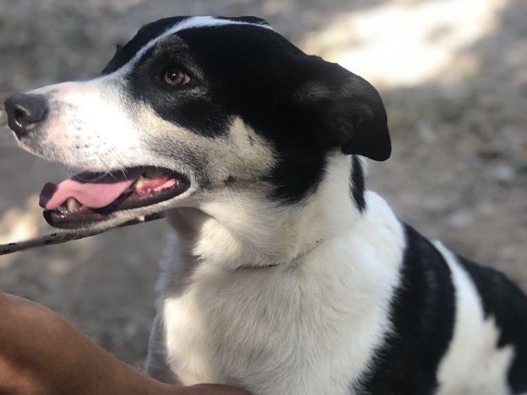 Vuoi adottare un cane a Latina?
