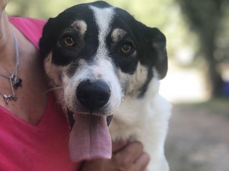 Adotta il cane Kinder a Latina