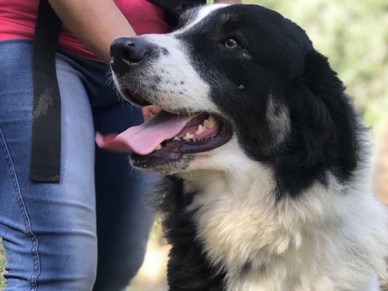 Adotta un cane, maschio, 1 anno e 8 mesi , Latina